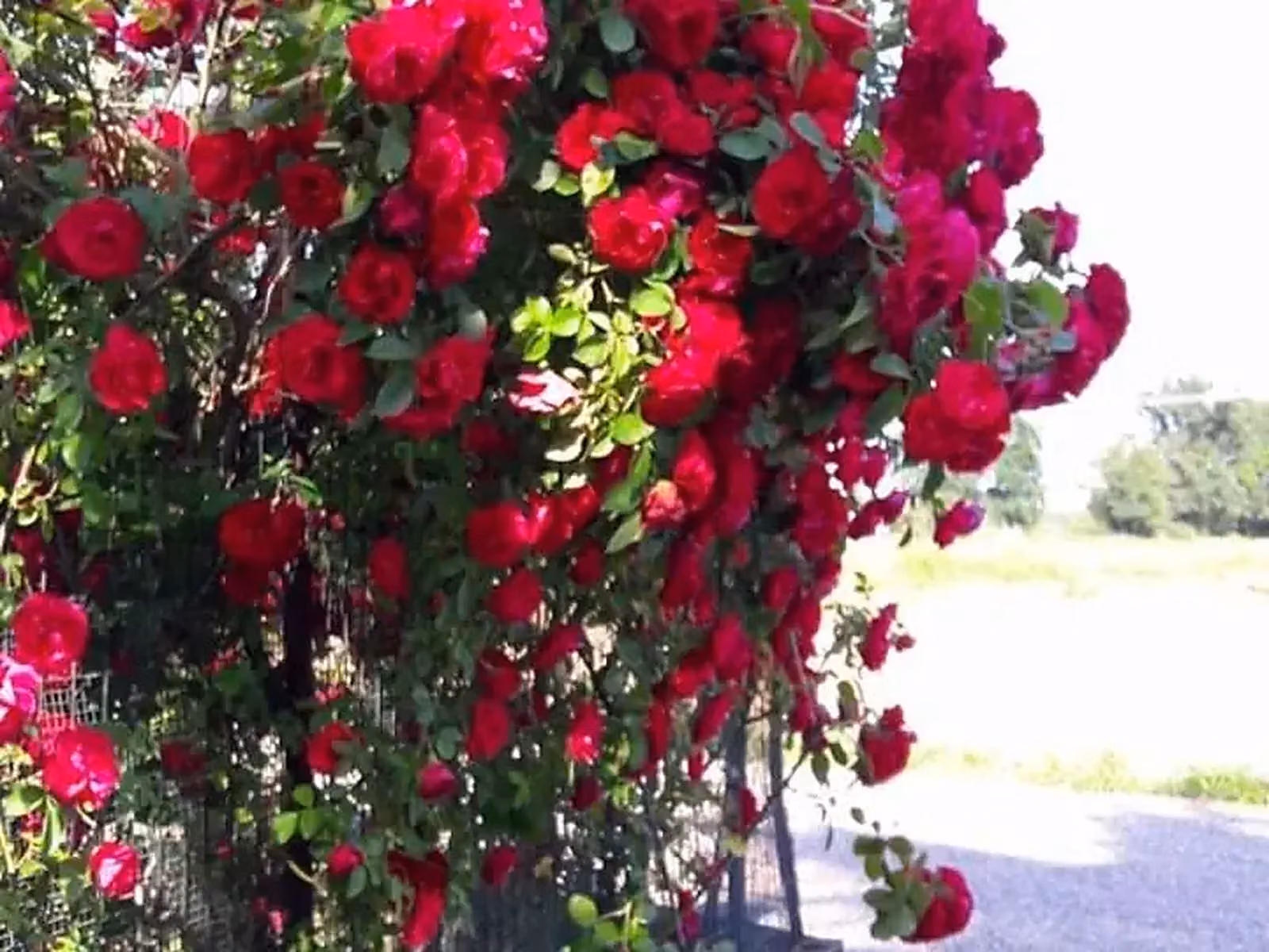Il giardino del B&B Barbettini